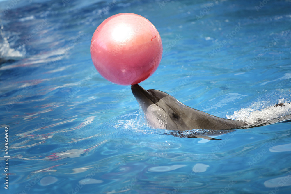 Obraz na płótnie Dolphin playing with a ball w salonie