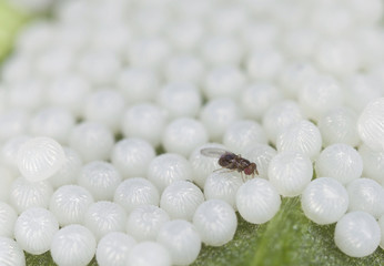 Poster - Butterfly eggs with parasite on fresh asparagus leaf