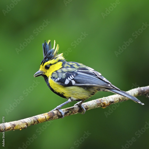 Obraz w ramie male Yellow-cheeked Tit