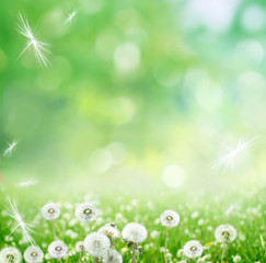 spring background