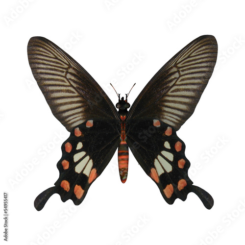 Tapeta ścienna Różany swallowtail motyl