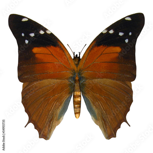Tapeta ścienna Russet flipper motyl
