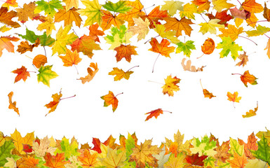 Wall Mural - Seamless pattern of falling autumn leaves, on white background.
