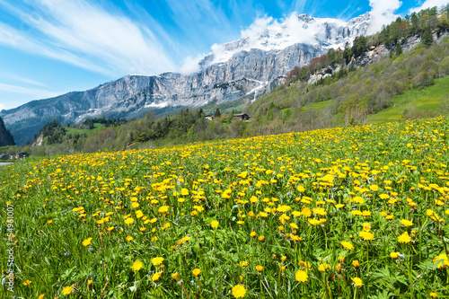 Board z aluminiowym obramowaniem Pole z dandelions na tle berneńskich Alp