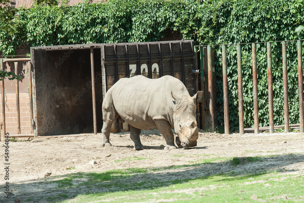 Nosorożec w zoo - obrazy, fototapety, plakaty 