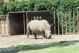 Fototapeta  - Nosorożec w zoo