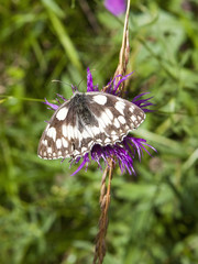 Wall Mural - marbled white butterfly