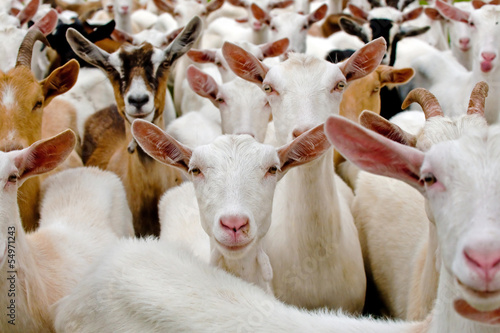 Fotografia  Ziegen 8