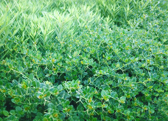 Sticker - Beautiful background of fresh green plant in garden