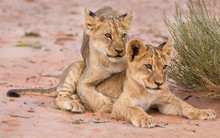 Two Cute Lion Cubs Playing On Sand In The Kalahari