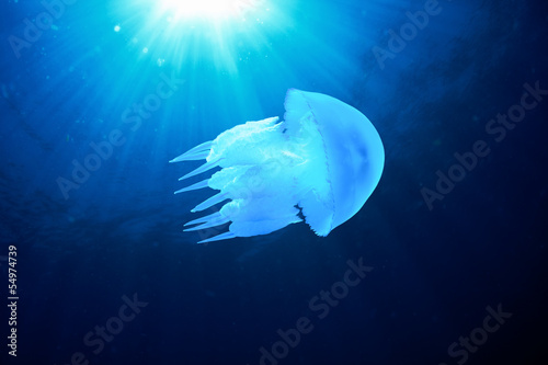 Board z aluminiowym obramowaniem Samotna meduza (rhizostoma pulmo) w ciemnoniebieskiej wodzie