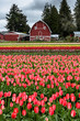 Barn and Tulip Field