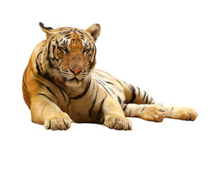 Wall Mural - Tiger with clupping path