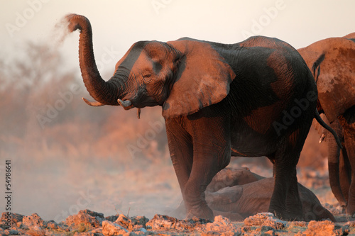 Tapeta ścienna Afrykańskie słonie pokryte pyłem, park narodowy etosha