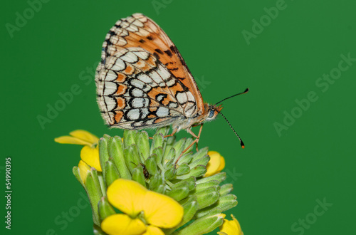 Tapeta ścienna Wrzosowisko motylkowe - melitaea athalia
