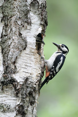 Wall Mural - Great-spotted woodpecker, Dendrocopos major,