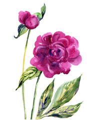 Wall Mural - watercolor peony