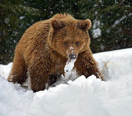 Wall Mural - Brown bear