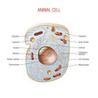 Animal cell scheme