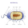 Bacteria cell scheme