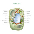 Plant cell scheme