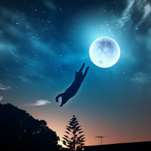 Cat Catching Moon