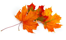 Maple Autumn Leaves Isolated On White Background