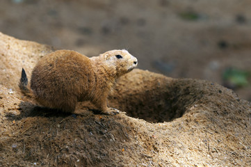 Black-tailed prairie dog