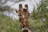 Fototapeta Sawanna - Head of reticulated male giraffe with oxpecker bird