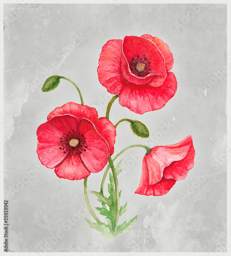 Plakat na zamówienie Watercolor illustration of poppy flower