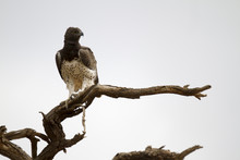Lone Martial Eagle Perched On A Tree Branch