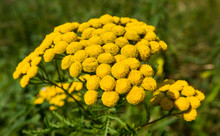 Closeup Of Yellow Blooming Tansy
