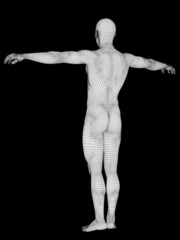 3D wireframe mesh human man anatomy