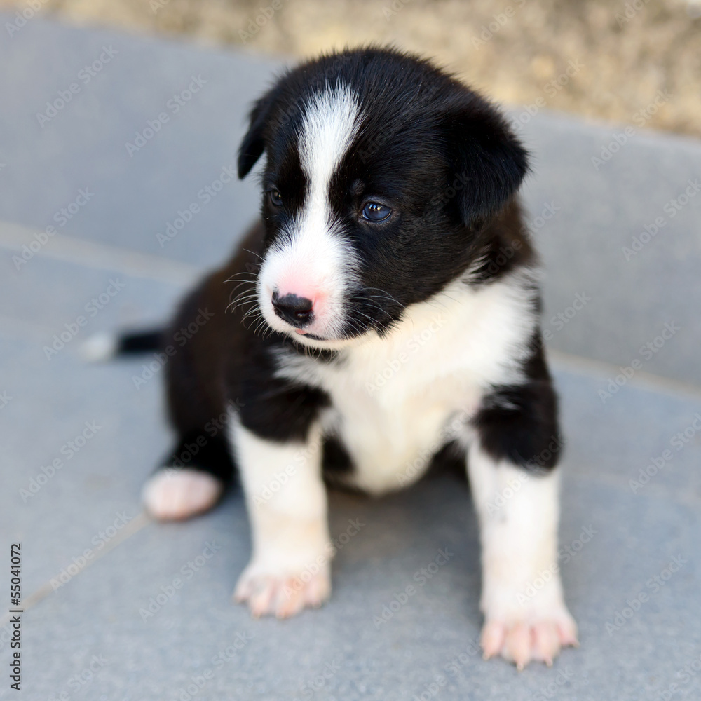 Cachorro de perro blanco y negro 5 Stock Photo | Adobe Stock, image size:1000x1000