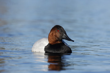 Canvas Print - Canvasback, Aythya valisineria