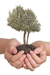 Wall Mural - Olive tree in hands as a gift