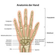Anatomie der Hand mit Erläuterung , deutsch