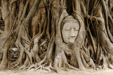 Old tree with buddha head in Ayutthaya