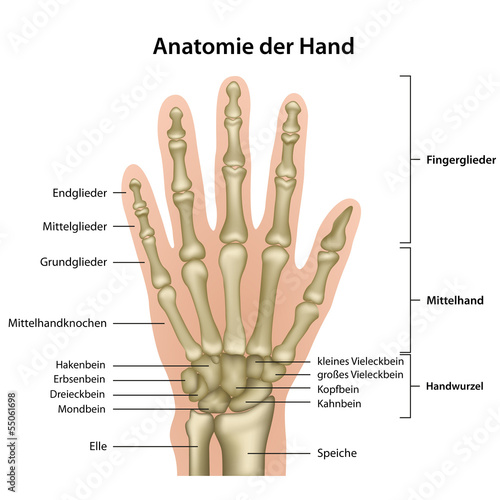 Naklejka na szybę Anatomie der Hand mit Erläuterung , deutsch