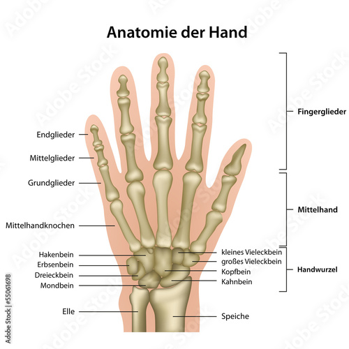 Naklejka na szafę Anatomie der Hand mit Erläuterung , deutsch