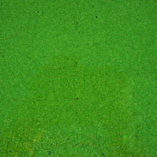 The Surface Of River Is Covered With Green Duckweed