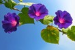 Glowing Morning Glory flowers contrasting with clear blue sky.