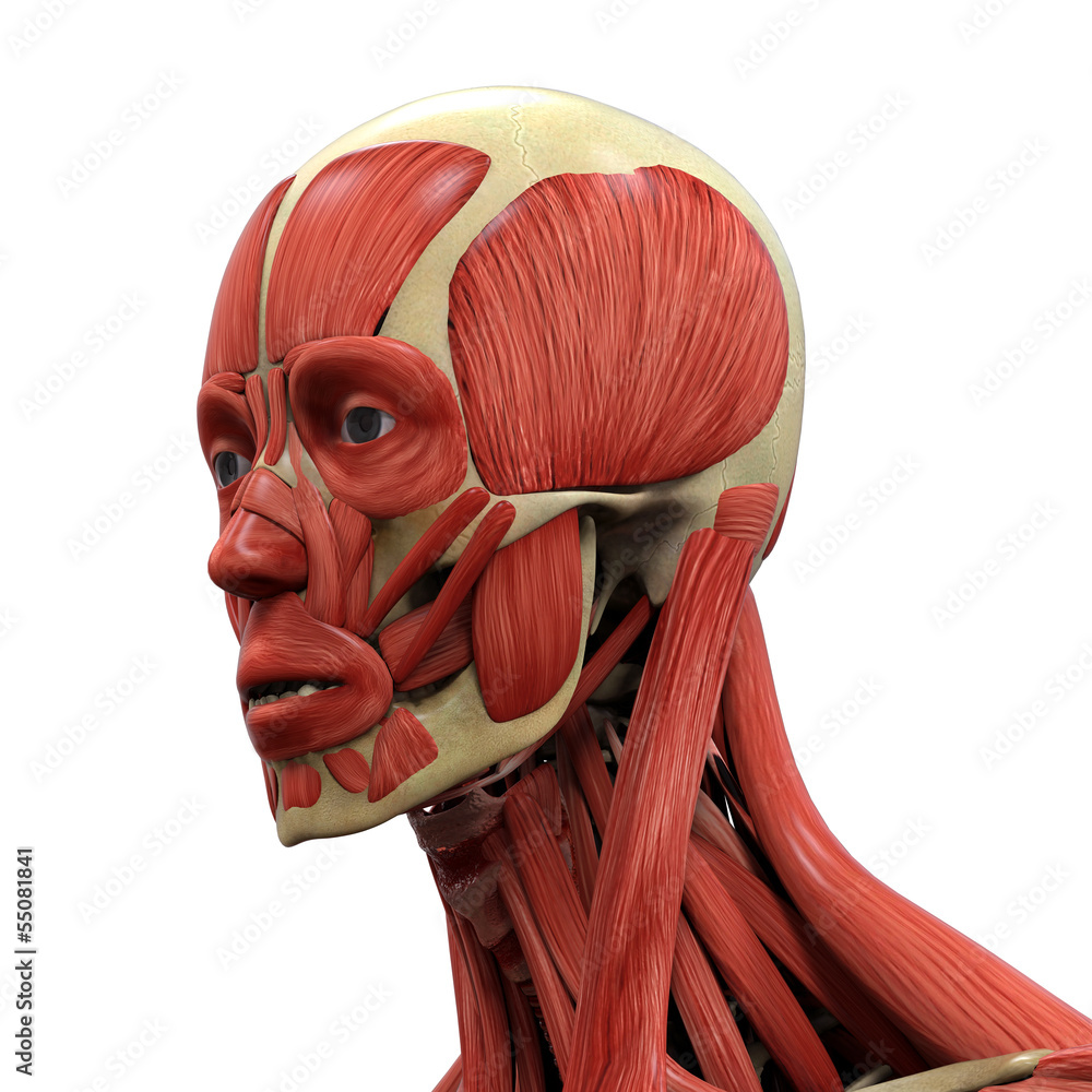 Human Face Anatomy Stock Photo | Adobe Stock