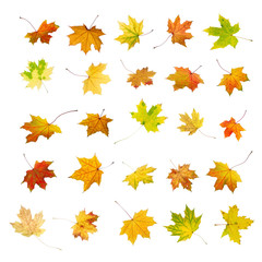 Wall Mural - Falling autumn maple leaves, isolated on white background.