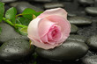 Róża na kamieniach do spa