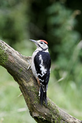 Canvas Print - Great-spotted woodpecker, Dendrocopos major juvenile 