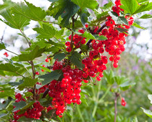 Branch With Berries Of Red Currant