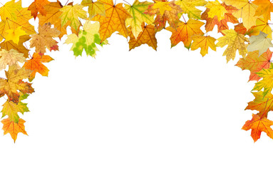 Wall Mural - Maple autumn leaves falling border, on white background.
