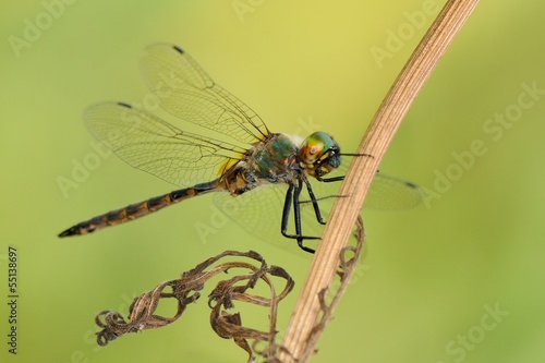 500_F_55138697_J781NO7NP65E0CDCDQcYbgGTUrXAjSbt.jpg
