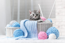 Kitten In A Basket With Balls Of Yarn